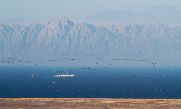 Flocks of Migrating Cormorants crossing the Suez Gulf to Sinai – Ahmed Waheed