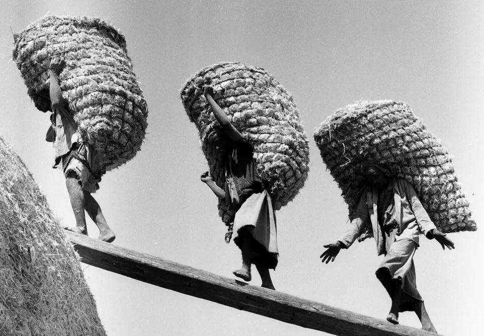 Hay Carriers, El Badrashin in 1957 by Ramses Marzouk