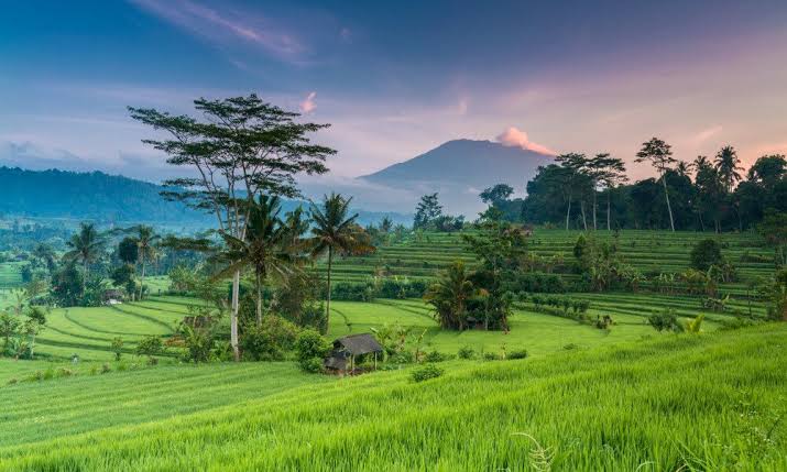 Rice Fields Bali Source backyardtravel
