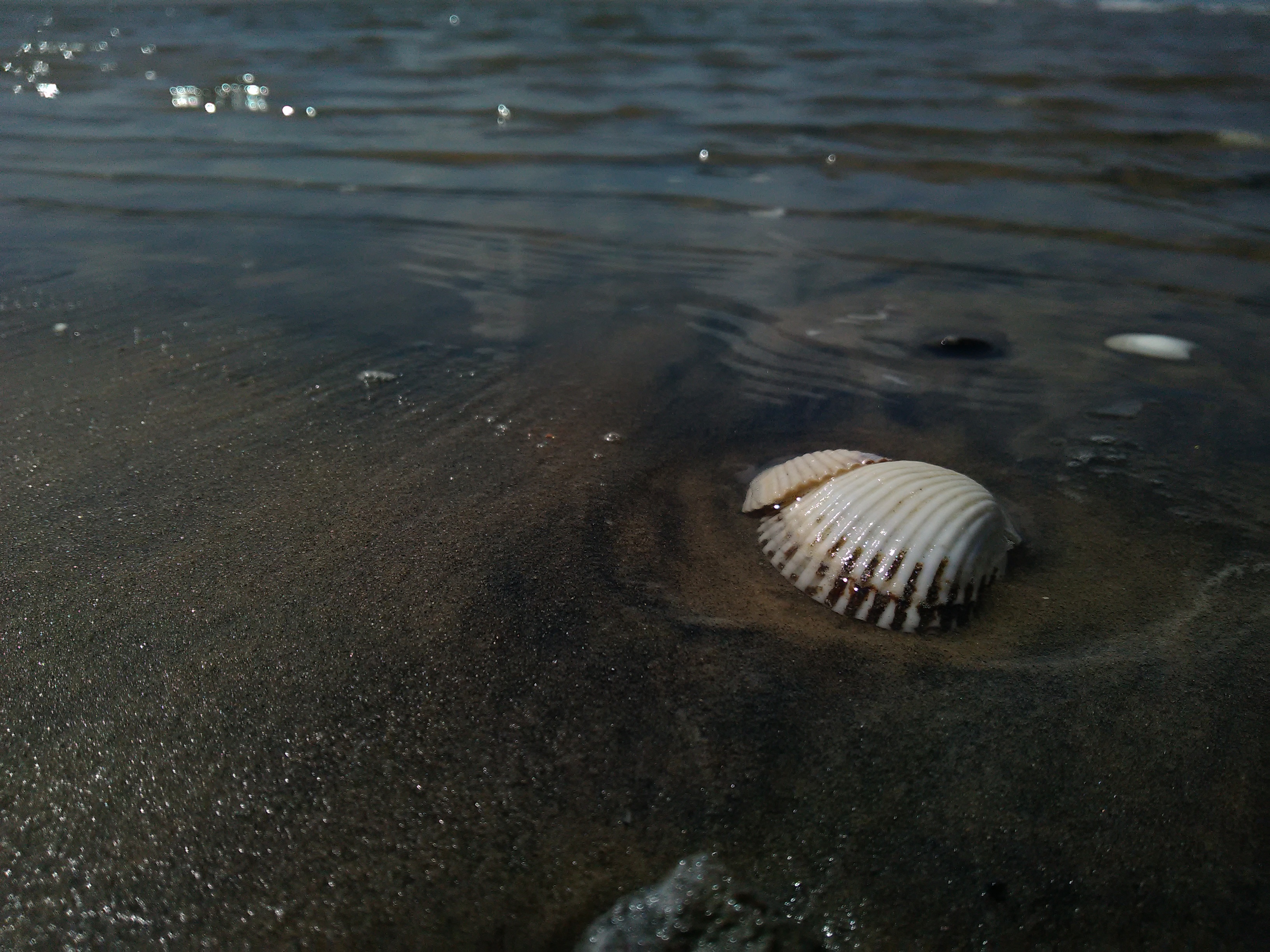 The_Egyptian_Black_Sand_with_a_shell