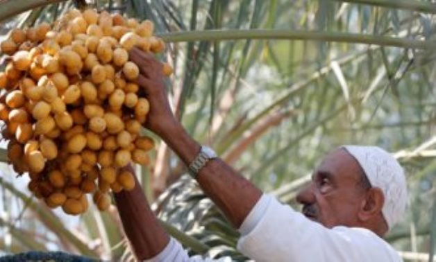 Egypt to establish largest date palm farm worldwide in Toshka