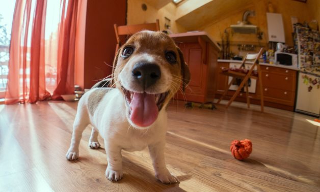 6 Essential Steps to Keep Your Pet Happy & Healthy